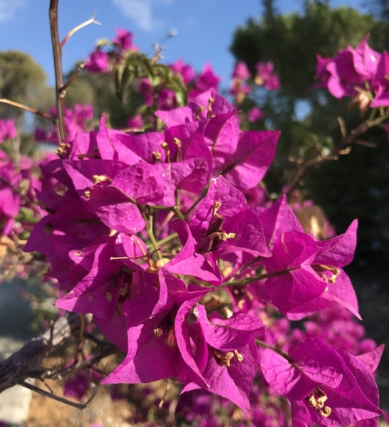 Цветы Кипра